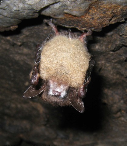 brown bat