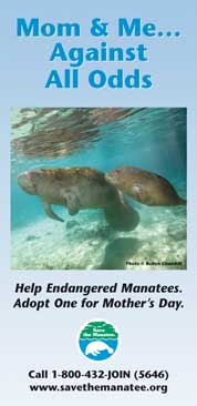 manatee