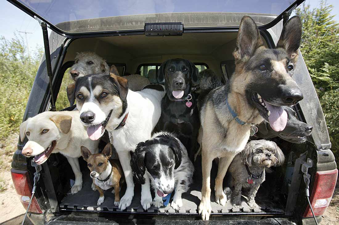 dogs