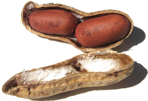 peanut