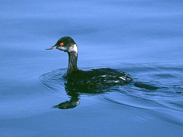 grebe