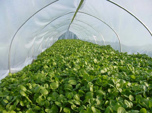lettuce