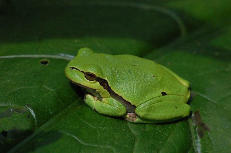 hyla
