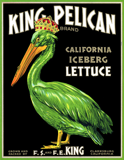 pelican