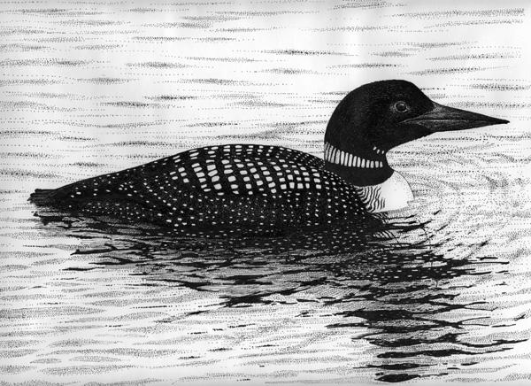 loon