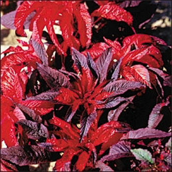 amaranthus
