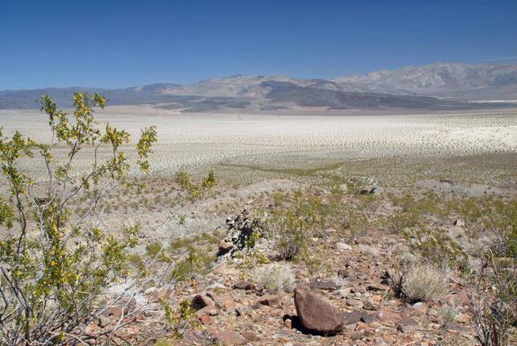creosote