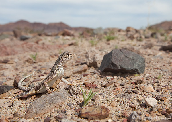 lizard