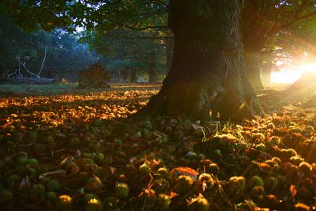 autumn
