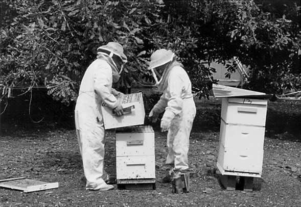 hawaii-bee