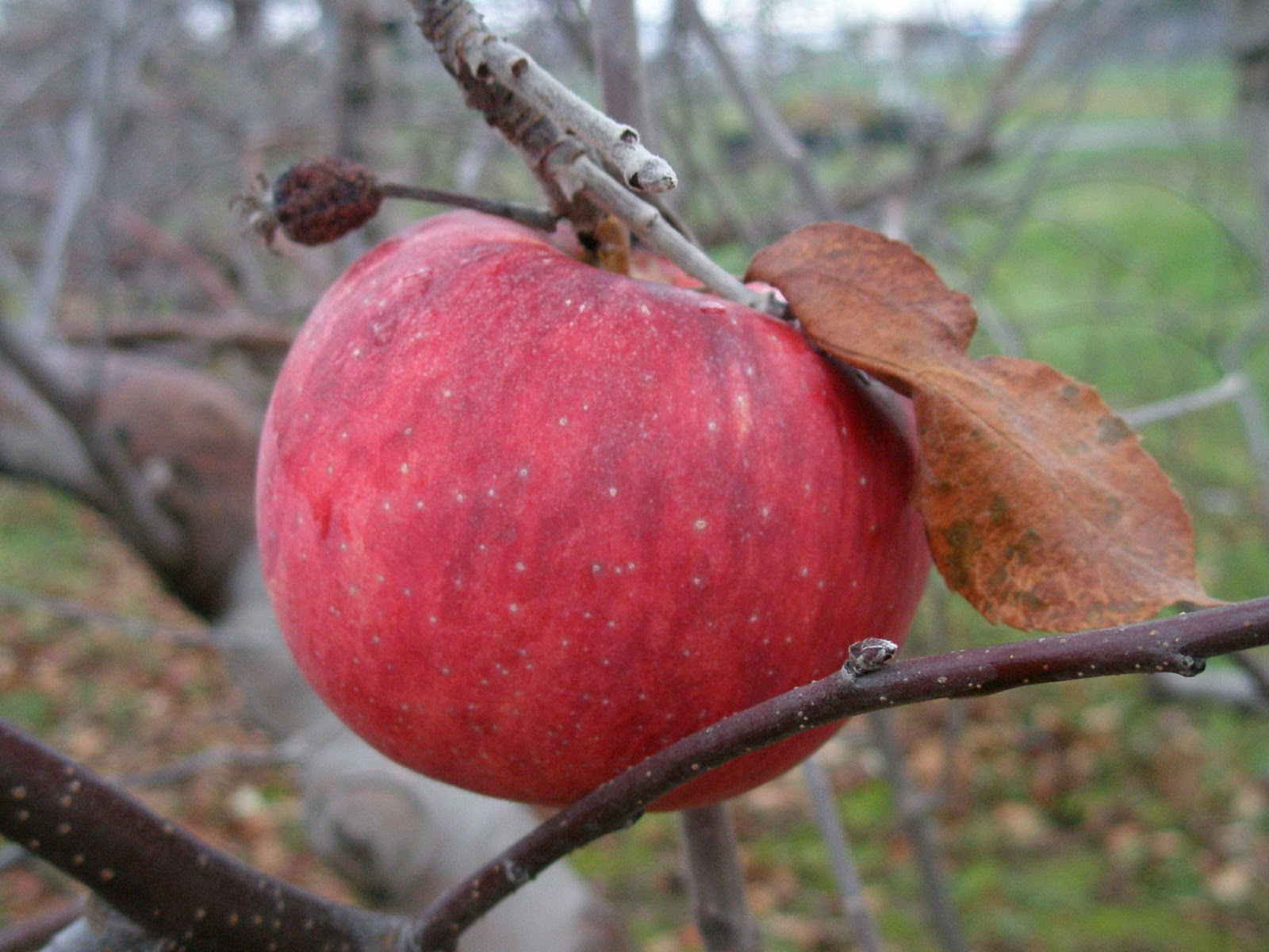 apple
