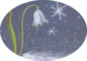 snowdrop2