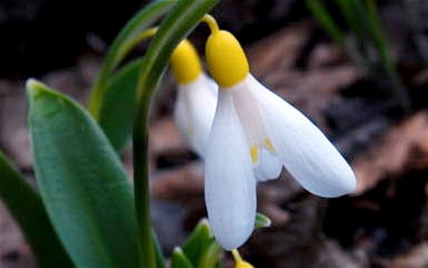 snowdrop