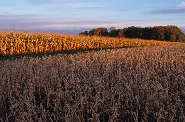 soybean