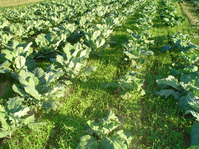 crop