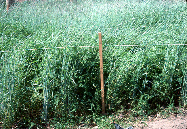 crop