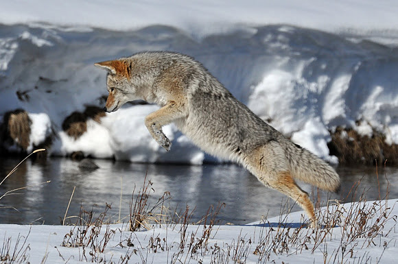 coyote