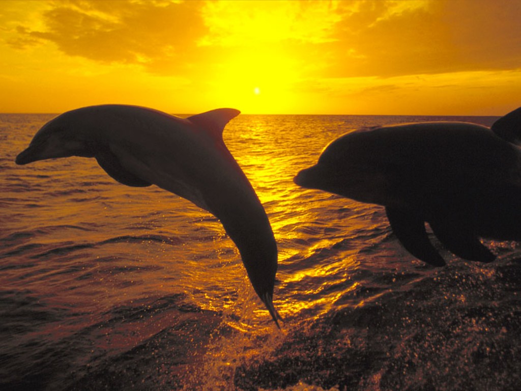 dolphins