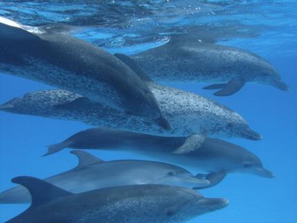 dolphin