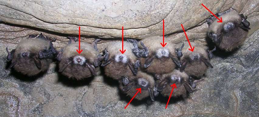 bats