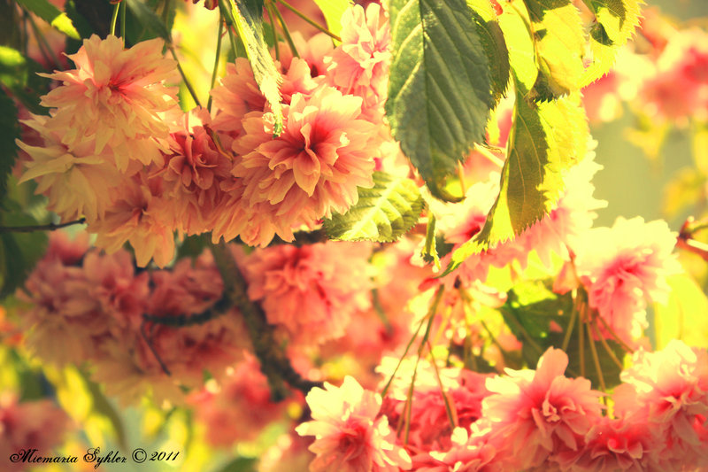 summer romance