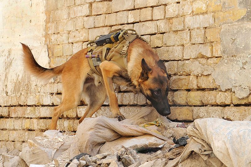 dog