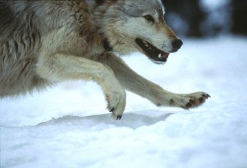 wolf