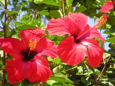 hibiscus