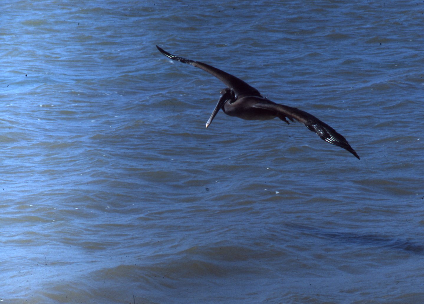 pelican