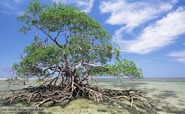 mangrove